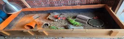 Hermann Tortoise reptiles for sale: 2 lovely Hermann tortoises - Advert 4