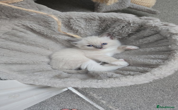 Ragdoll cats - Advert 7