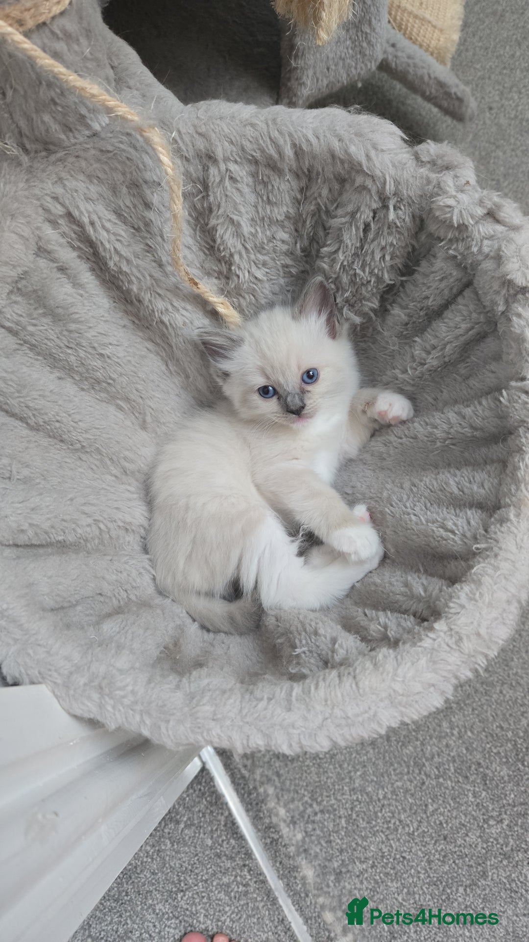 Ragdoll cats for sale: Beautiful friendly ragdol kittens  - Image 1