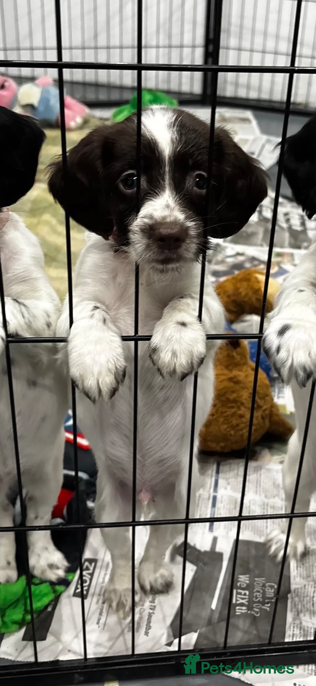Sprocker dogs for sale: ⭐️ STUNNING SPROCKERS F1 ⭐️ - Advert 2