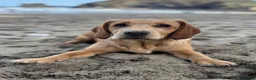 Cockerdor dogs for stud: Gorgeous cockerdor FOR STUD - Advert 15