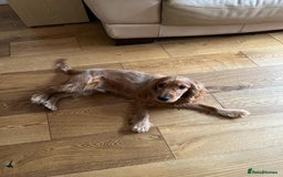 Cocker Spaniel dogs for sale: Loving, Energetic Cocker Spaniel Need for New Home - Image 4