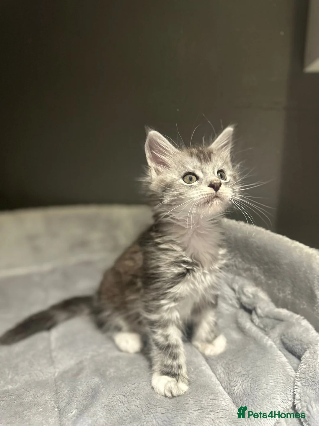 Maine Coon cats for sale: Stunning Litter Of Maine Coon Kittens  - Advert 2