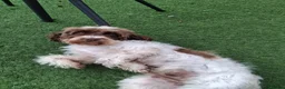 Cockapoo dogs for sale: ** Adorable Female Cockapoo** in Cannock - Advert 10