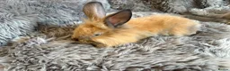 Lionhead rabbits for sale: 4 beautiful baby rabbits ready for there new homes - Advert 7
