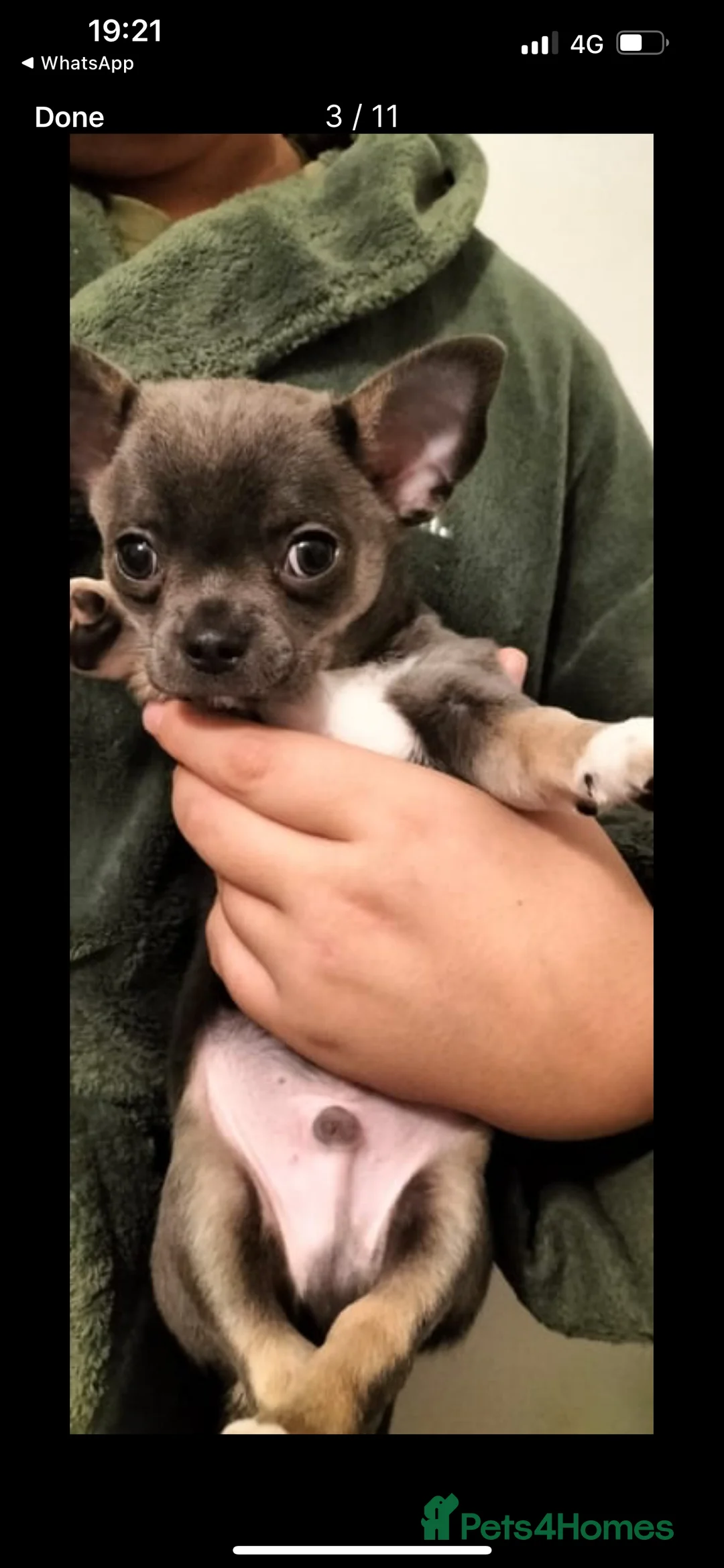 Chihuahua dogs for stud: Stud only. Full pedigree lilac chihuahua £300 - Advert 19