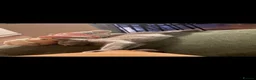 Russian Blue cats for sale: GCCF gorgeous kittens - Advert 10