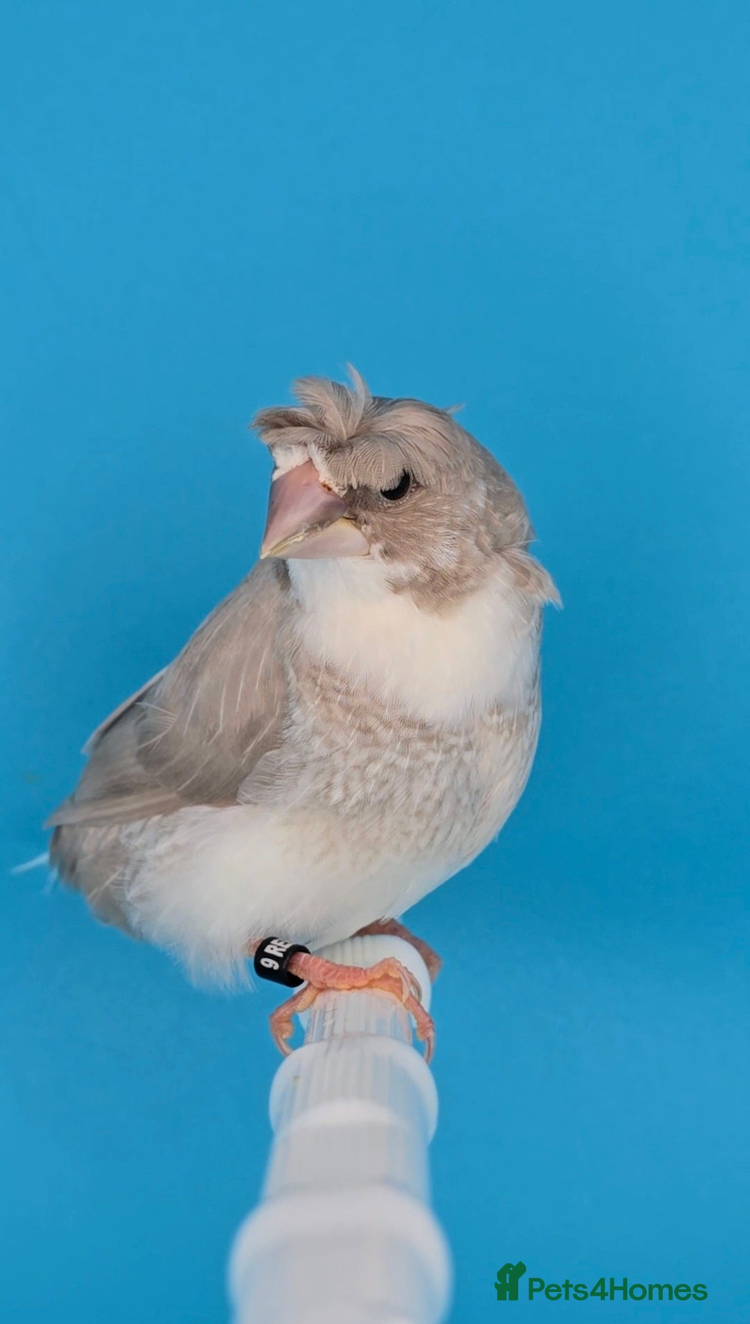 Finches birds for sale: Bengalese finches  - Advert 4