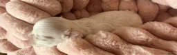 Maltese dogs for sale: Bambelina~ Simply The Best~ Korean Maltese - Advert 12