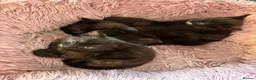 Mixed Breed cats for sale: Kittens  in Ashford - Advert 2