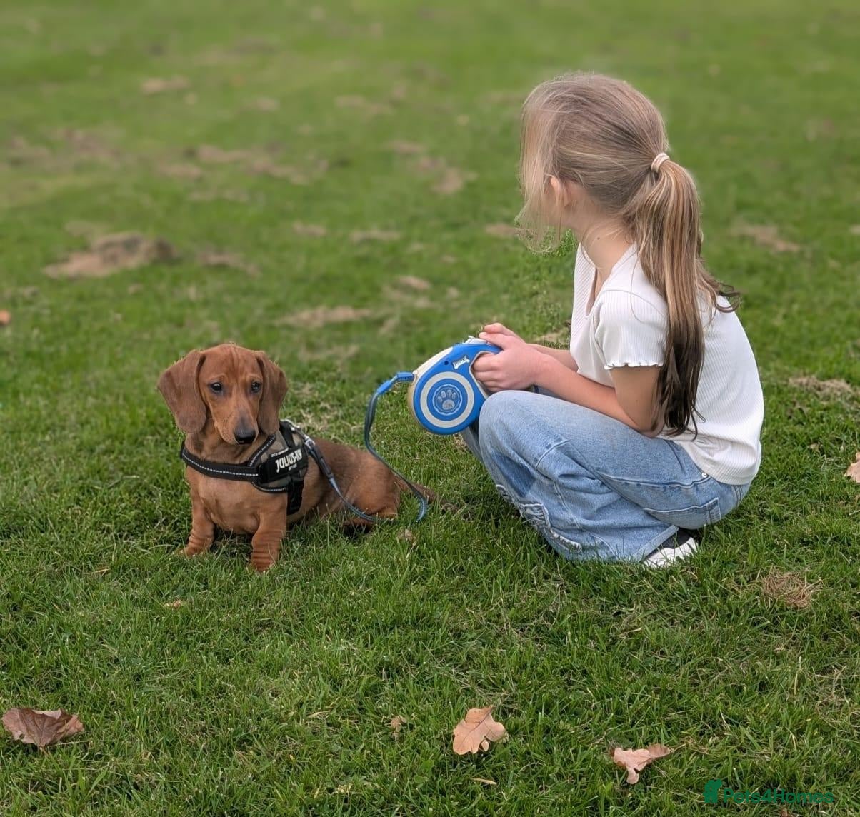 Dachshund dogs for sale: Champion Bloodline Standard Dachshund - Advert 1