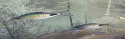 Barbs fish for sale: Two Filament Barbs for Sale - Advert 2