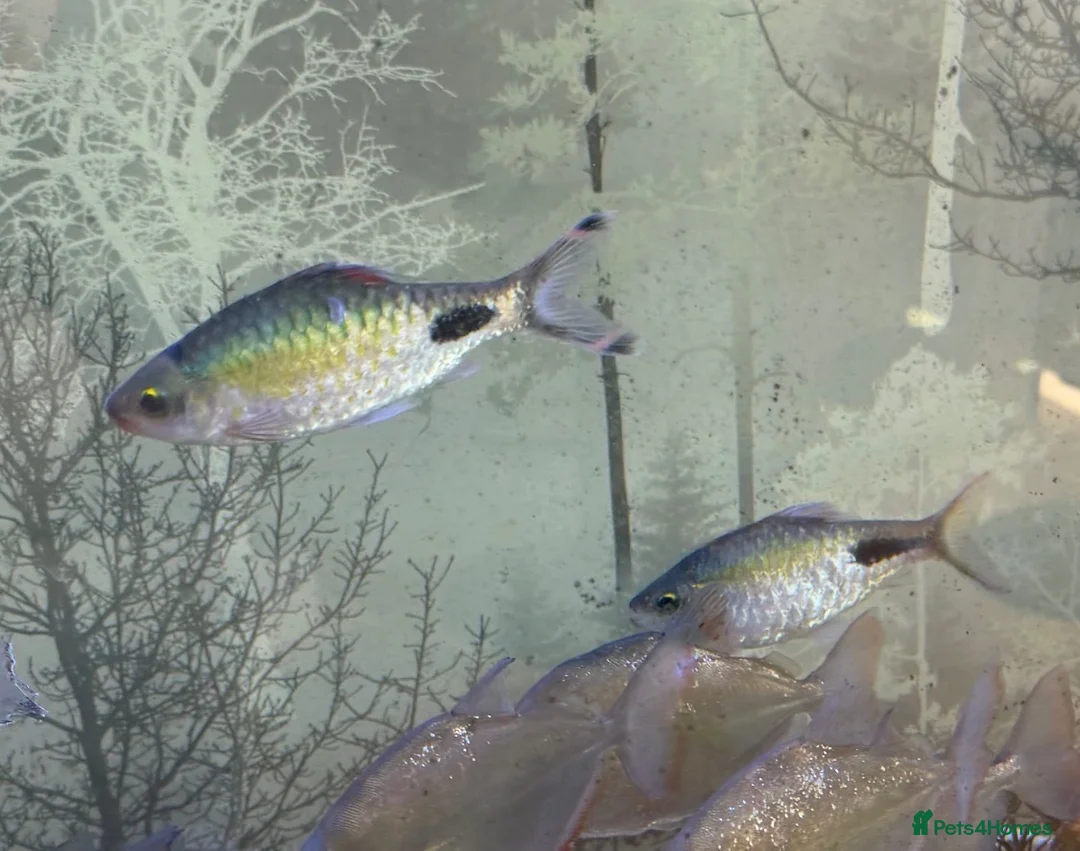 Barbs fish for sale: Two Filament Barbs for Sale - Advert 2