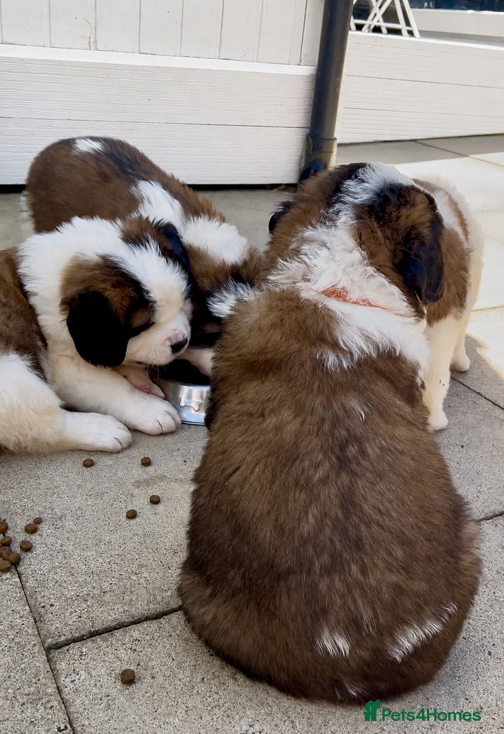 Saint Bernard dogs Beautiful KC registered show quality Puppies.  - Advert 1