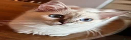 Ragdoll cats for sale: GCCF registered girl looking for her forever home - Advert 2