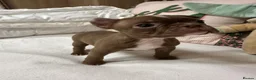 Boston Terrier dogs for sale: KC Registered Boston Terrier pups  - Advert 24