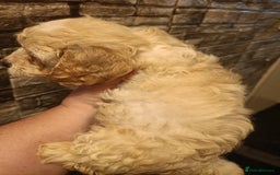 Maltipoo dogs for sale: Gorgeous apricot shade teddy bear MALTIPOO puppies - Image 22