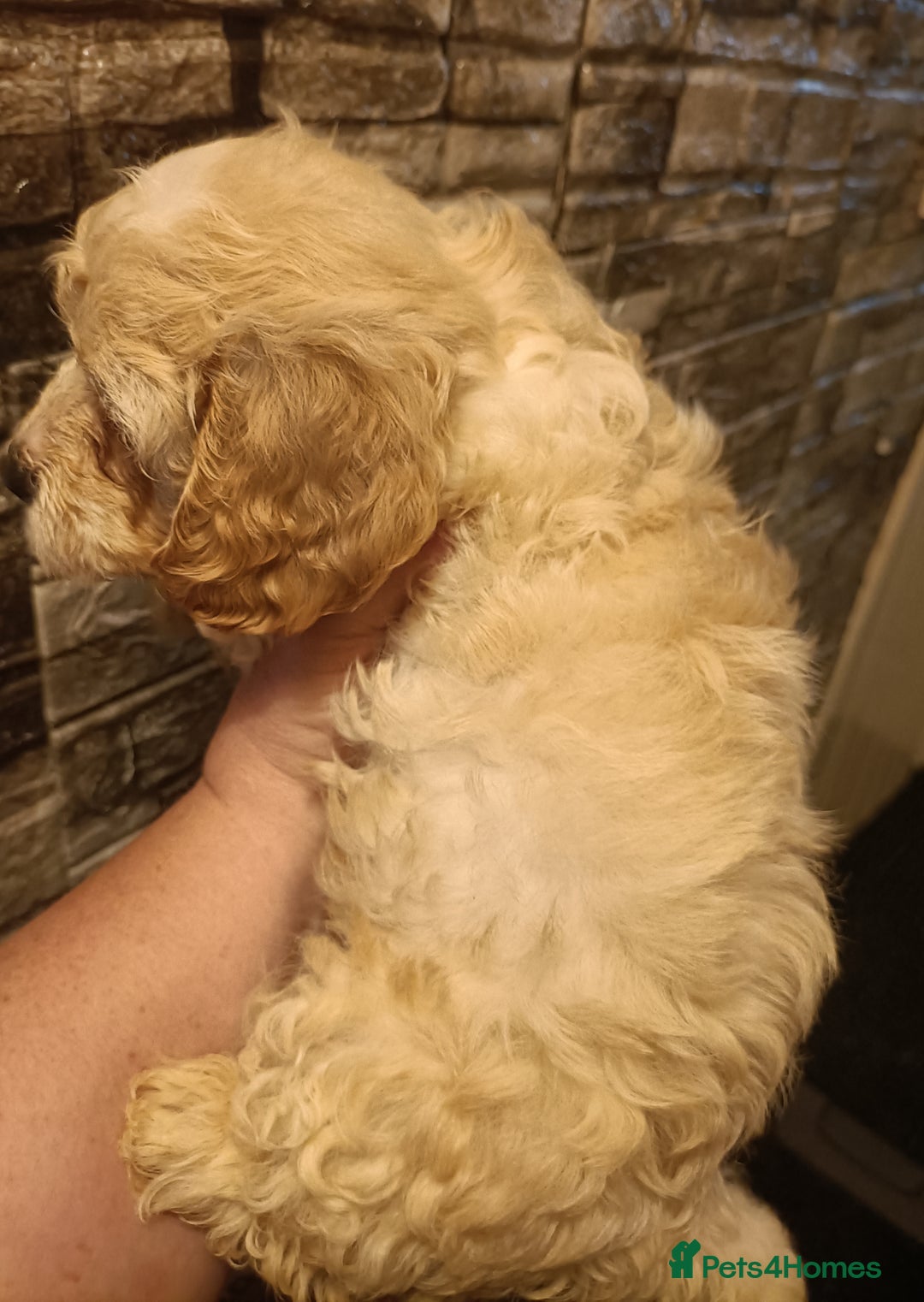 Maltipoo dogs for sale: Gorgeous apricot shade teddy bear MALTIPOO puppies - Image 22