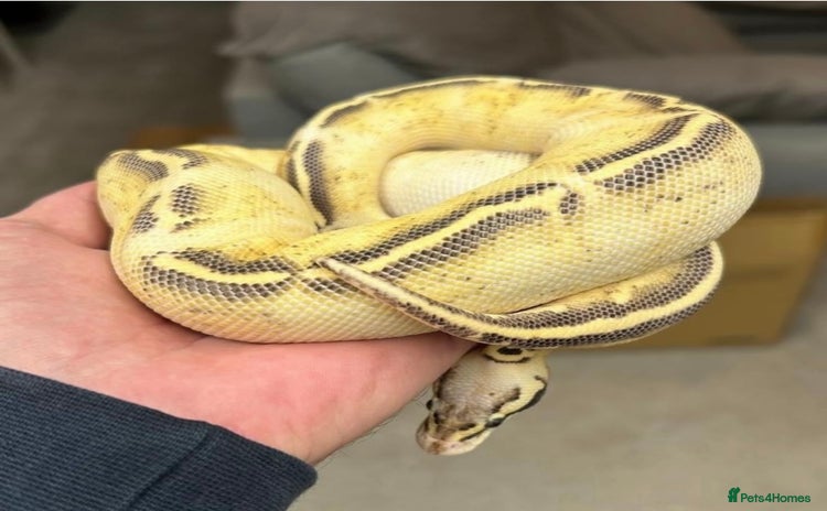 Python Snake reptiles - Advert 16