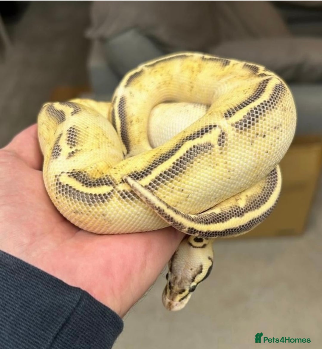 Python Snake reptiles for sale: Female pastel freeway ball python  - Image 1