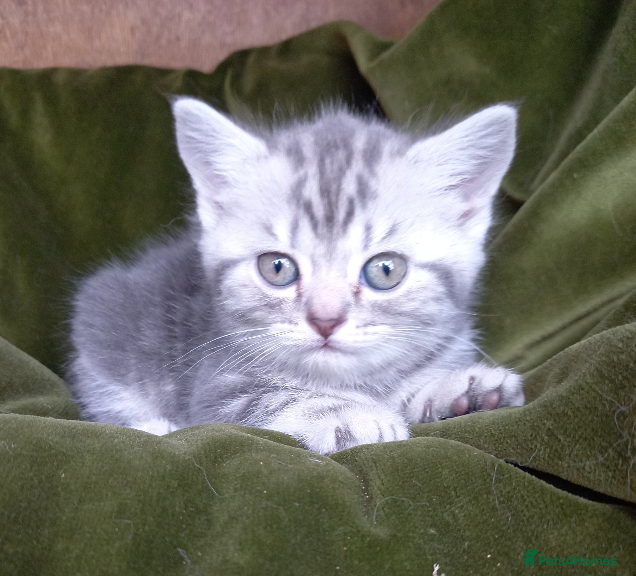 British Shorthair cats for sale: Super GCCF registered kittens  - Advert 1