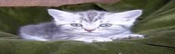 British Shorthair cats for sale: Super GCCF registered kittens  in Knutsford - Advert 1