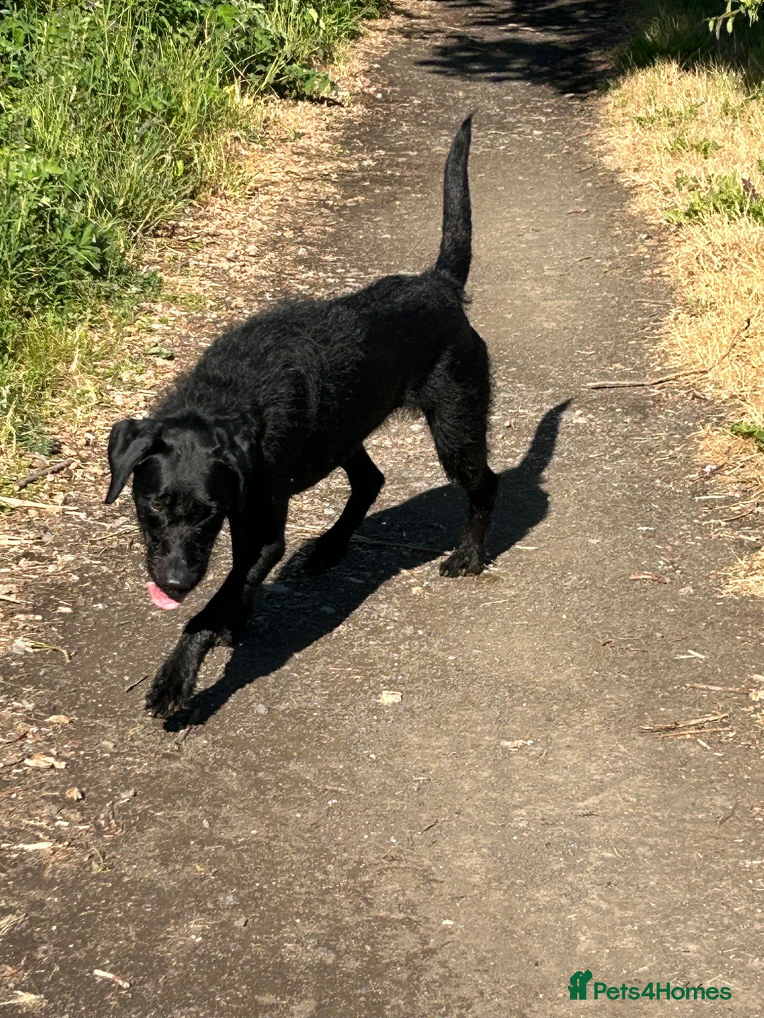 Mixed Breed dogs for sale: Beautiful lab/pointer boy for sale - Image 7