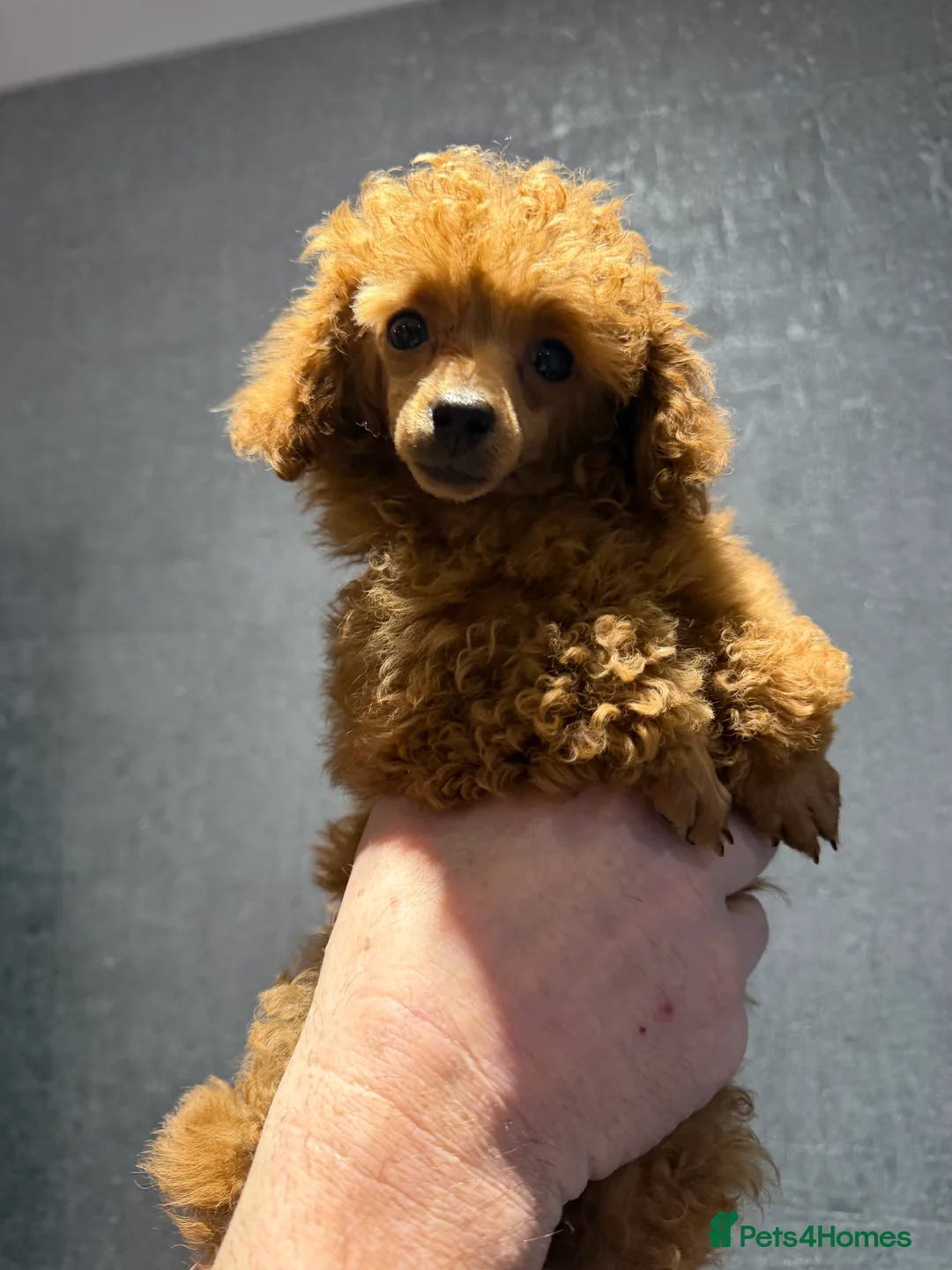 Toy Poodle dogs for sale: Outstanding KC reg Red Toy Poodles  - Advert 28