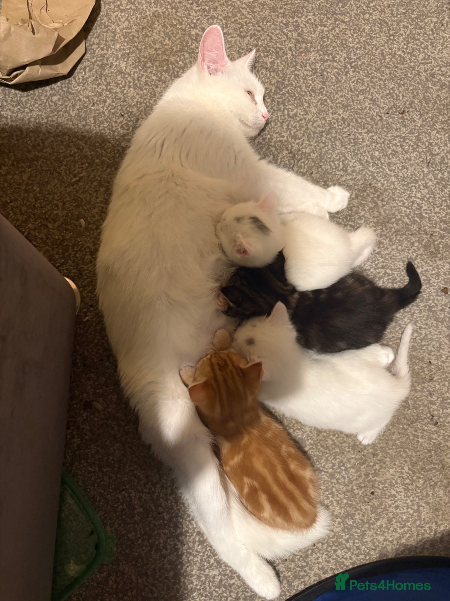 Mixed Breed cats male kittens - Advert 1