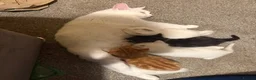 Mixed Breed cats for sale: male kittens - Advert 1