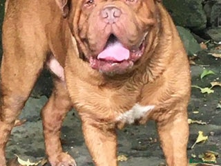 Dogue De Bordeaux dogs Stunning adult male dogue de Bordeaux - Advert 6