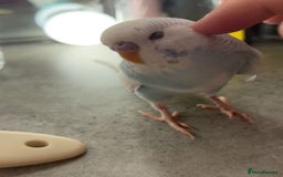 Budgerigars birds for sale: Budgies - Advert 4