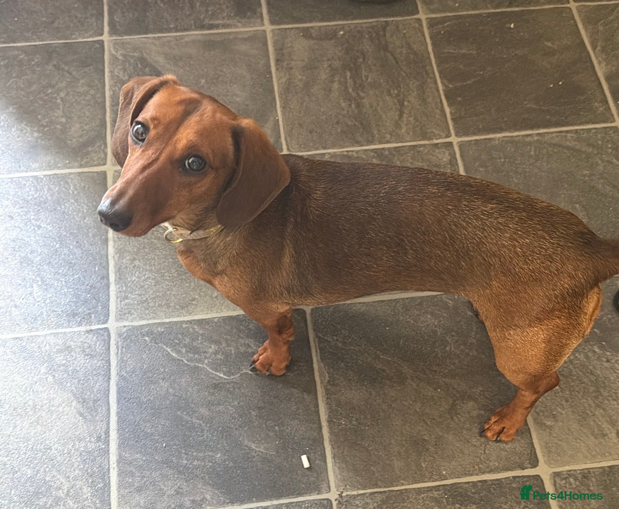 Dachshund dogs Tan dachshund  - Advert 2