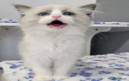 Ragdoll cats for sale: Blue Bicolor kittens 😸  - Image 17