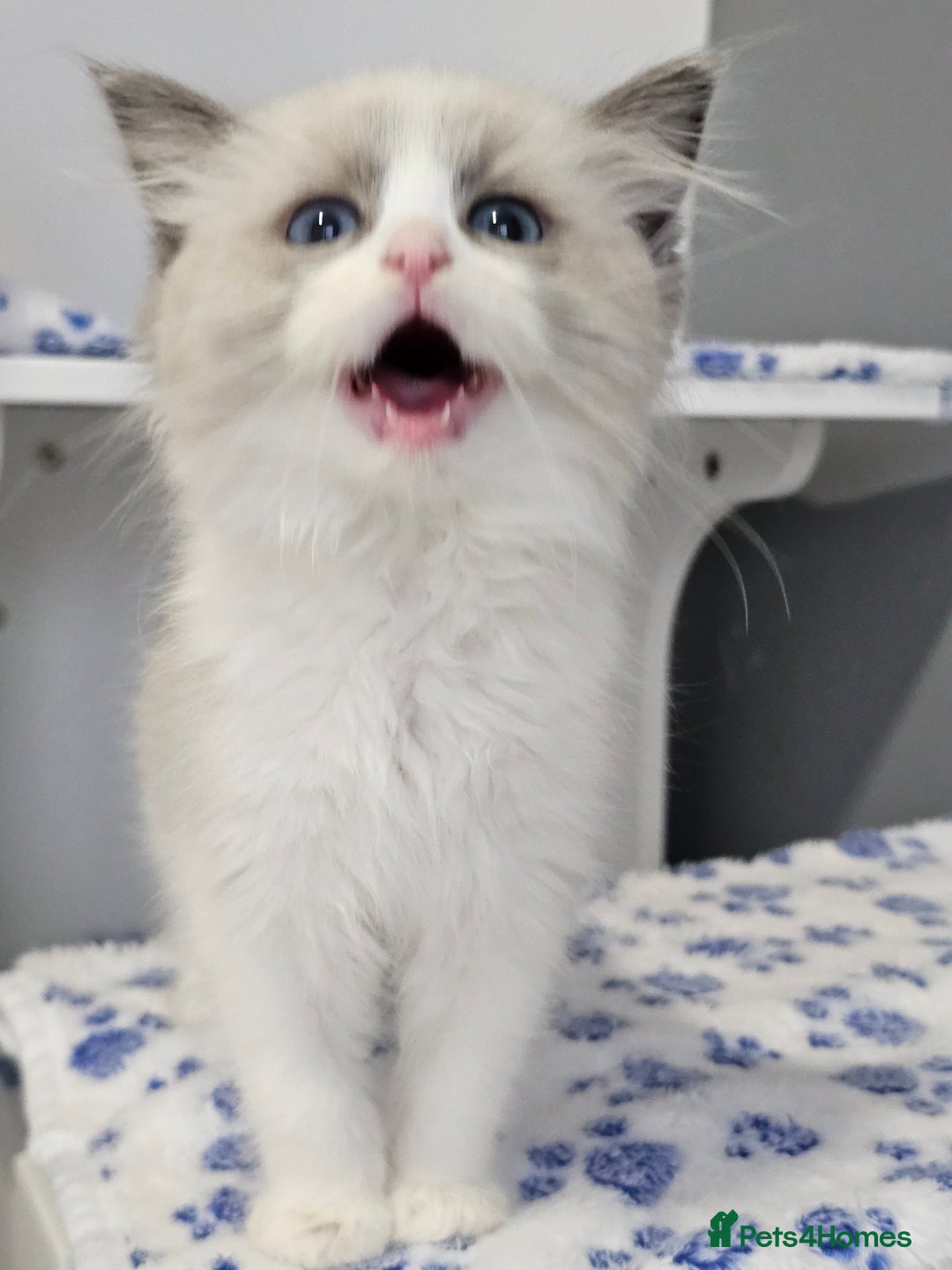 Ragdoll cats for sale: Blue Bicolor kittens 😸  - Image 17