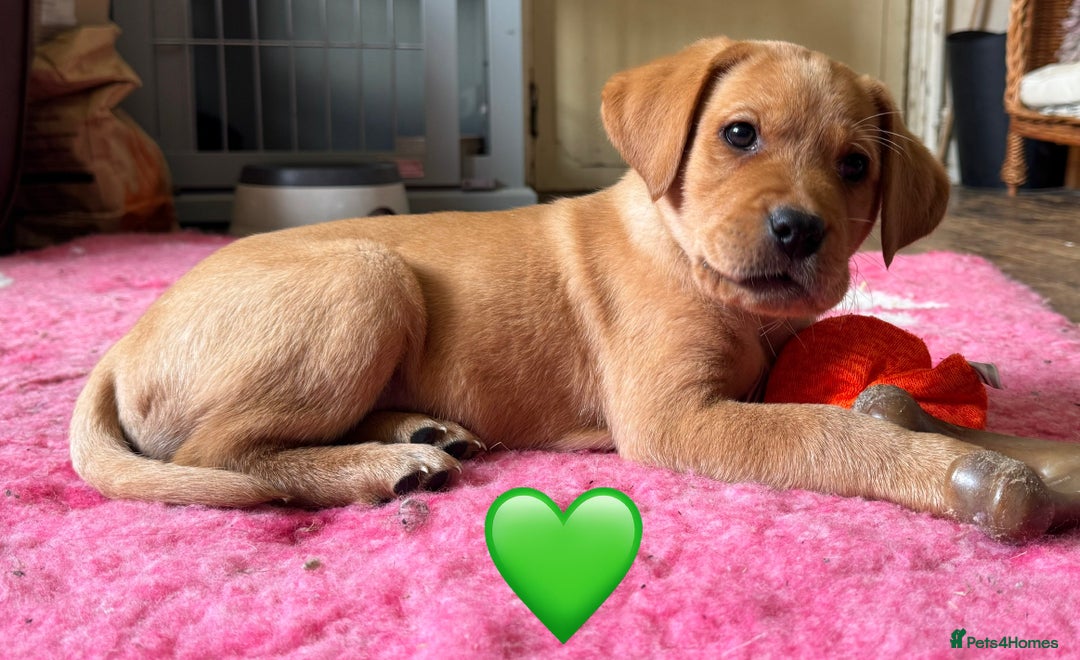 Labrador Retriever dogs for sale: Kennel Club Registered Labrador puppies  - Advert 36