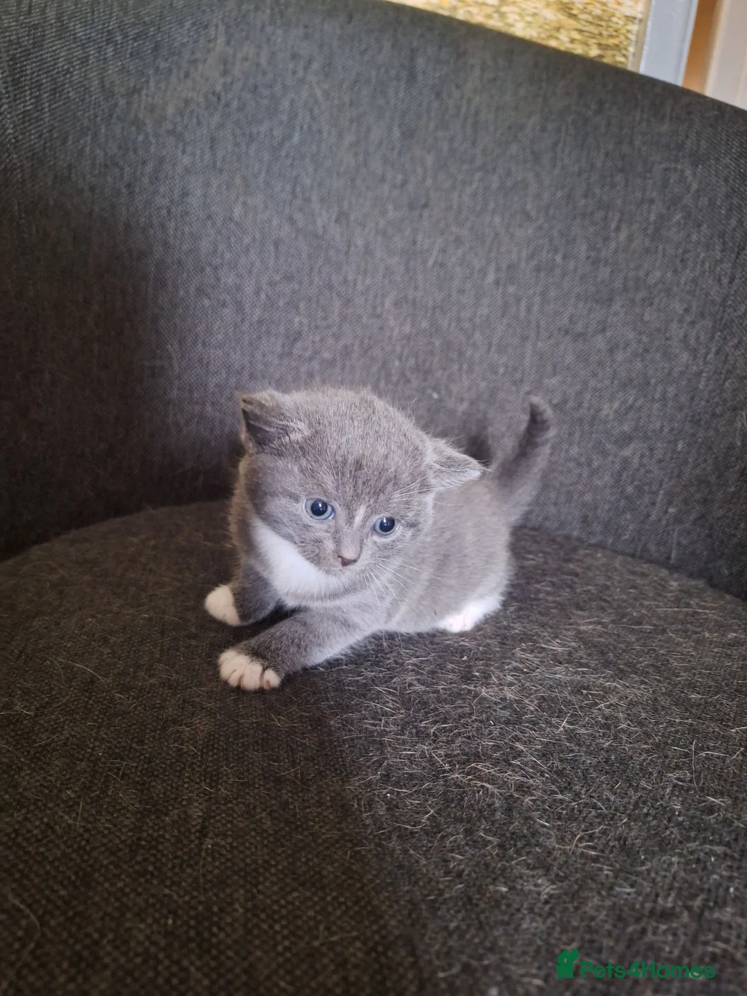 British Shorthair cats for sale: British shorthair READY TO LEAVE  in Cannock - Advert 2