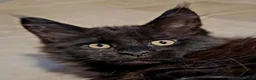 Maine Coon cats for sale: Pure Maine Coon Kittens - Denis & Doris in Huddersfield - Advert 4