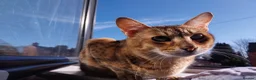 Savannah cats for sale: Archie - Advert 5