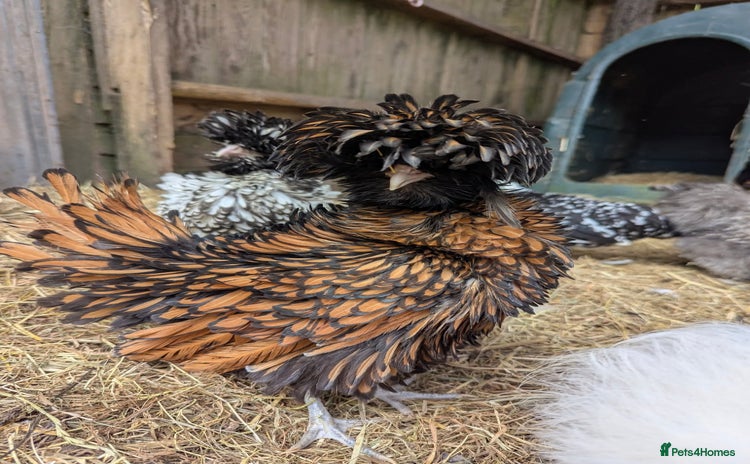 Chickens poultry - Advert 16