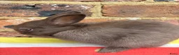 Netherland Dwarf rabbits for sale: Sweet chocolate & Blue Netherland Dwarf bunnies - Advert 11