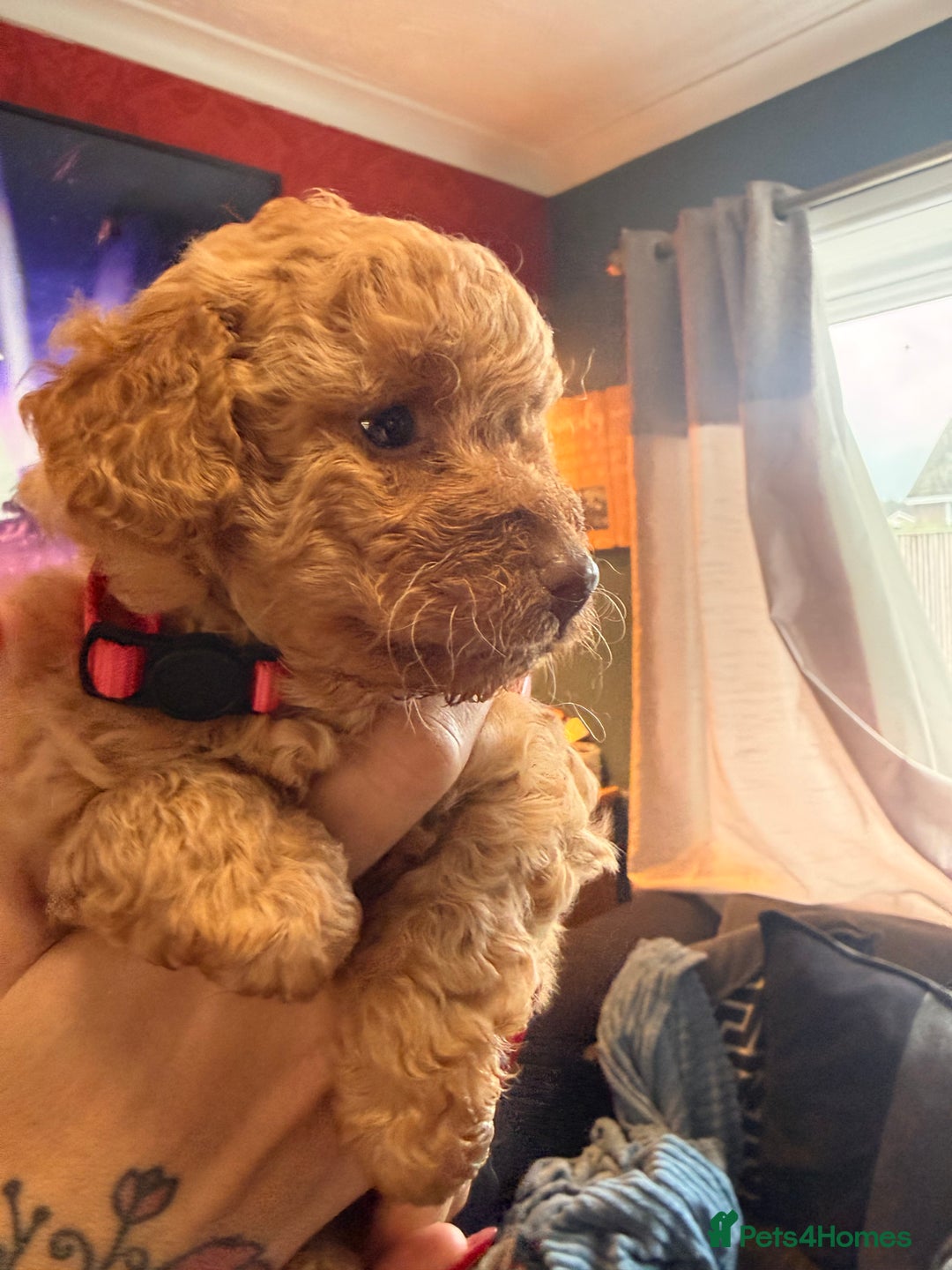 Labradoodle dogs for sale: Miniature labradoodle  - Image 12