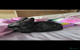 Netherland Dwarf rabbits for sale: 5 month old black Netherland Dwarf - Advert 2