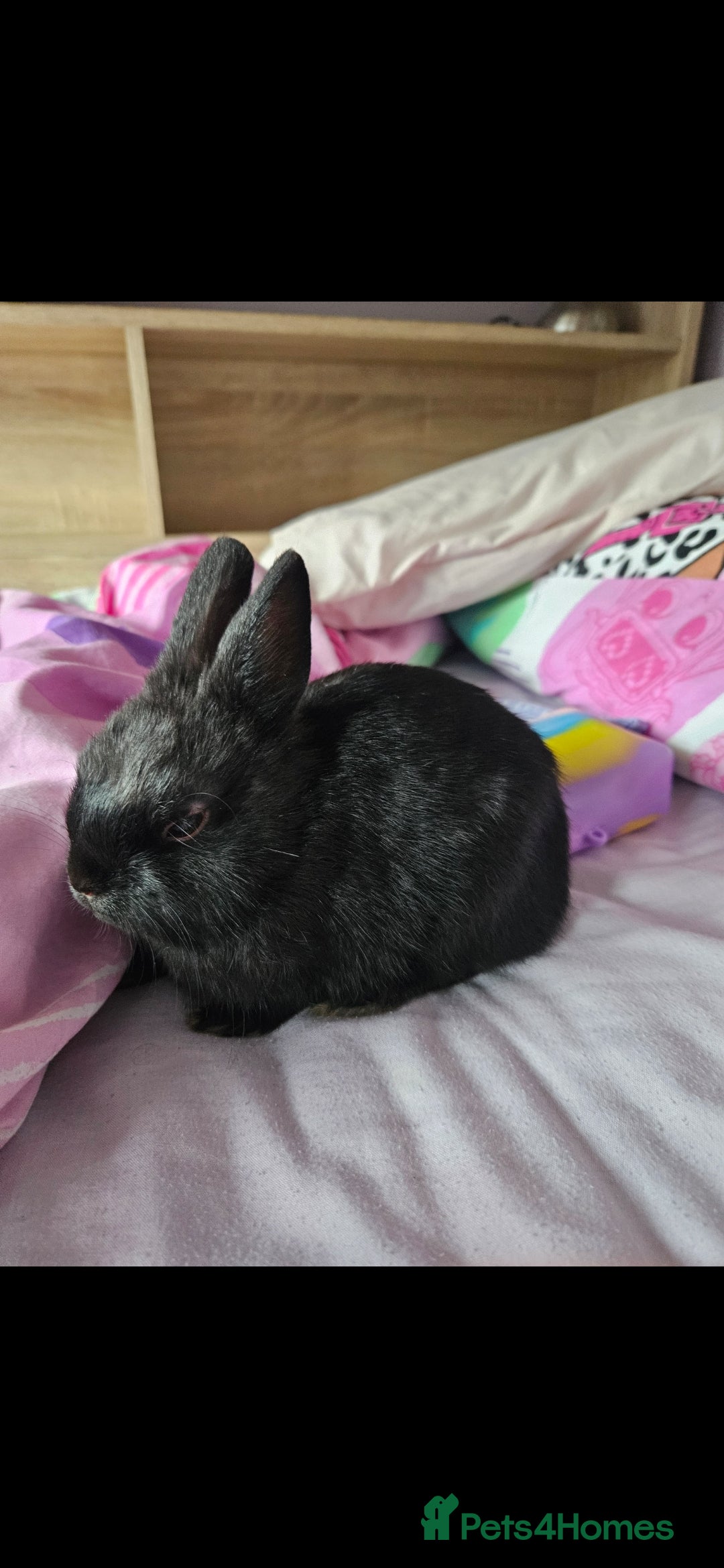 Netherland Dwarf rabbits for sale: 5 month old black Netherland Dwarf - Advert 2