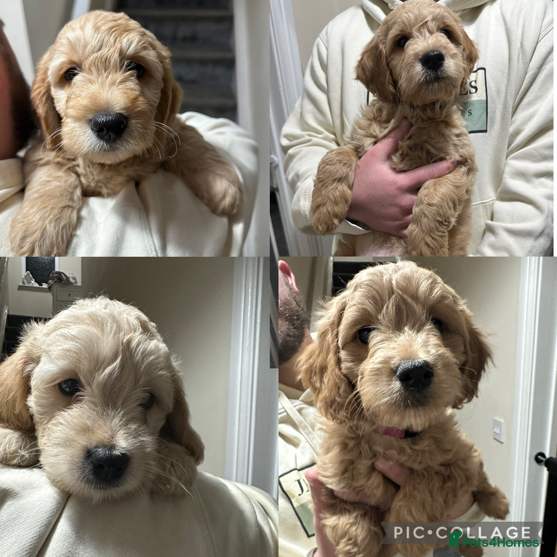 Goldendoodle dogs F1 Mini goldendoodles *ready to go* - Advert 4