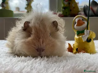 Guinea Pig rodents Lunkarya guinea pigs - ready now. - Advert 14