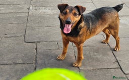 Mixed Breed dogs for adoption: 💙🐶 STAS 🐶💙 - Image 5