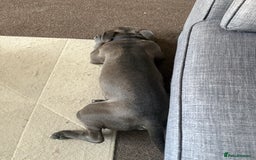 American Bully dogs for sale: Pocket Bully - Image 4