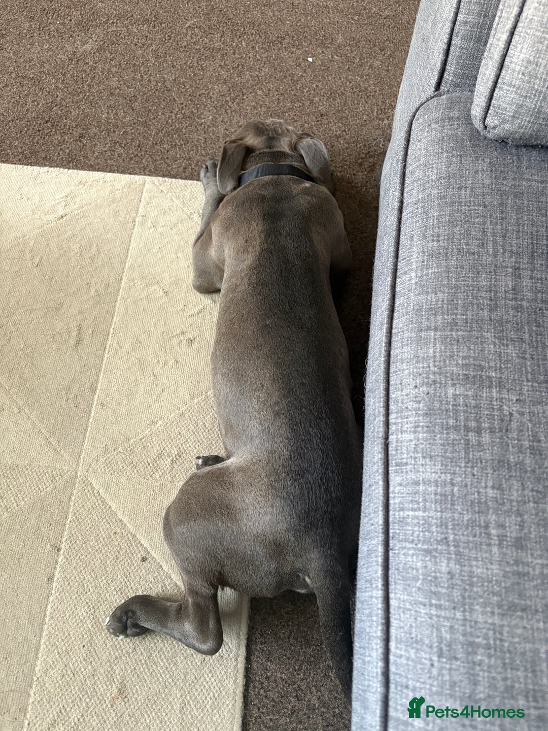 American Bully dogs for sale: Pocket Bully - Image 4