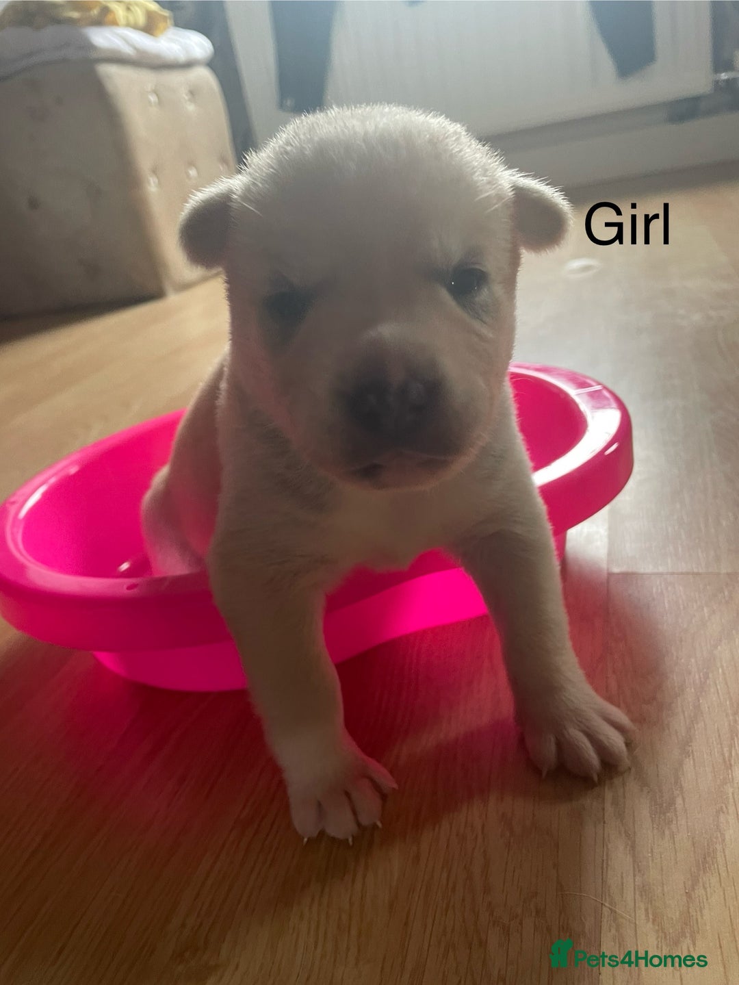 Mixed Breed dogs for sale: Husky puppies for sale - Image 9